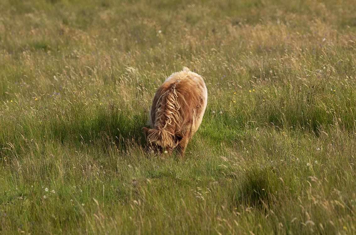 Changing Seasons on the croft and garden