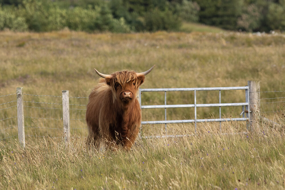 Changing Seasons on the croft and garden