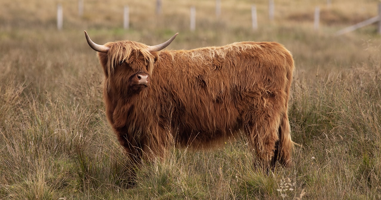 Highland Cattle – Virtual Yarns