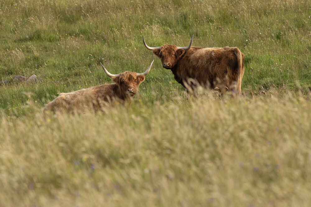 Changing Seasons on the croft and garden