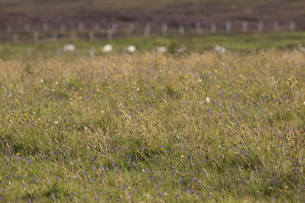 Changing Seasons on the croft and garden