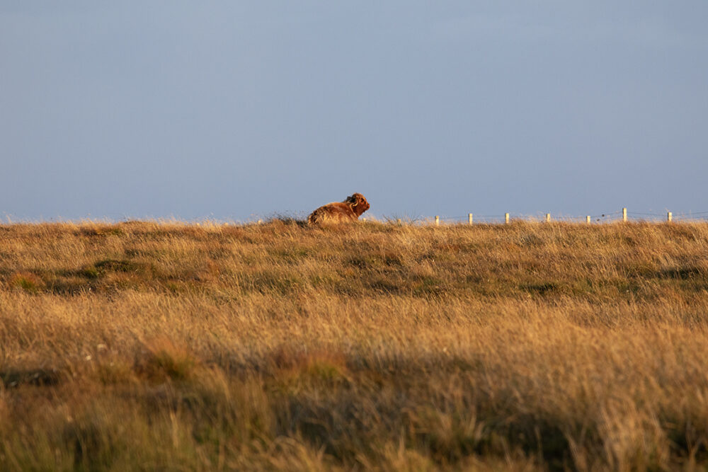 Changing Seasons on the croft and garden