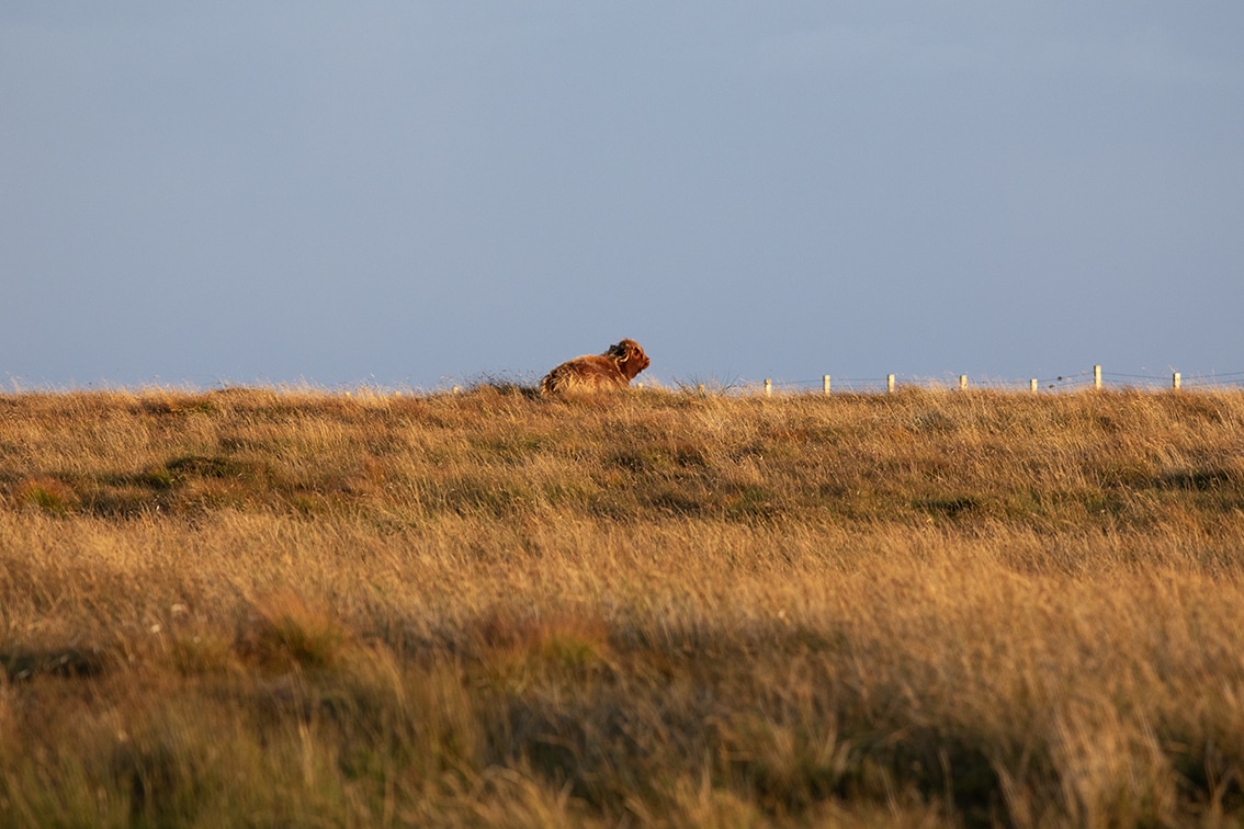 Changing Seasons on the croft and garden