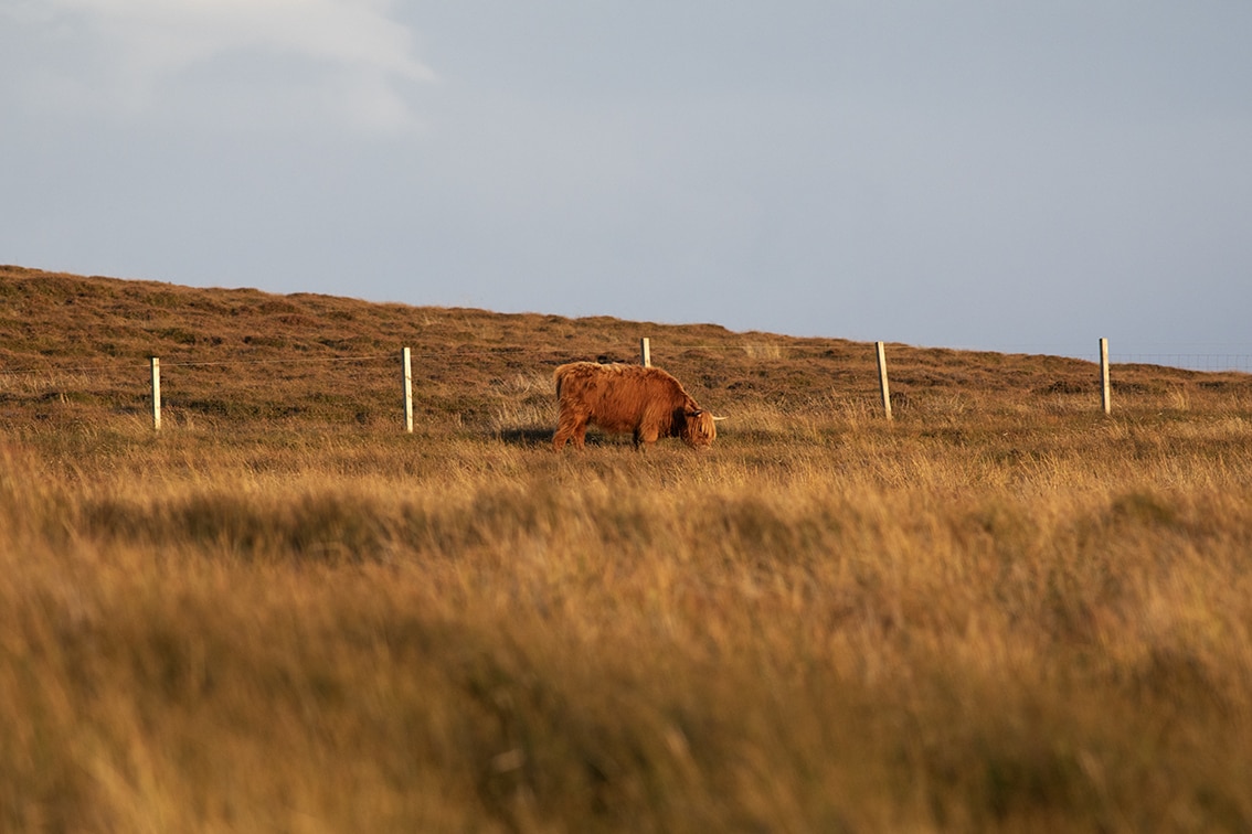 Changing Seasons on the croft and garden