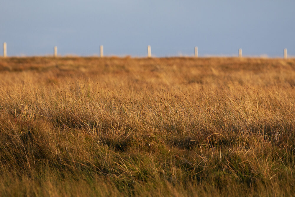Changing Seasons on the croft and garden