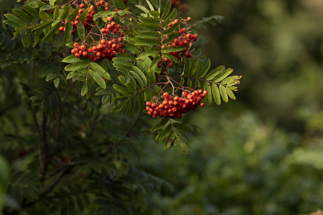 Changing Seasons on the croft and garden