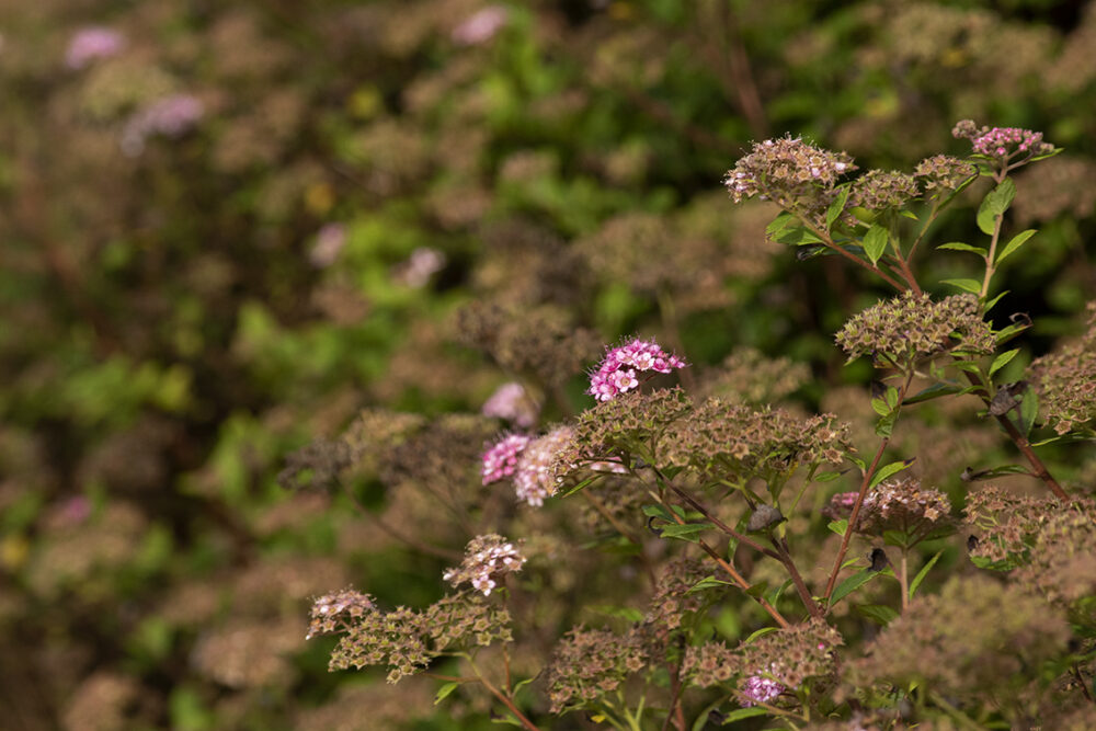 Changing Seasons on the croft and garden