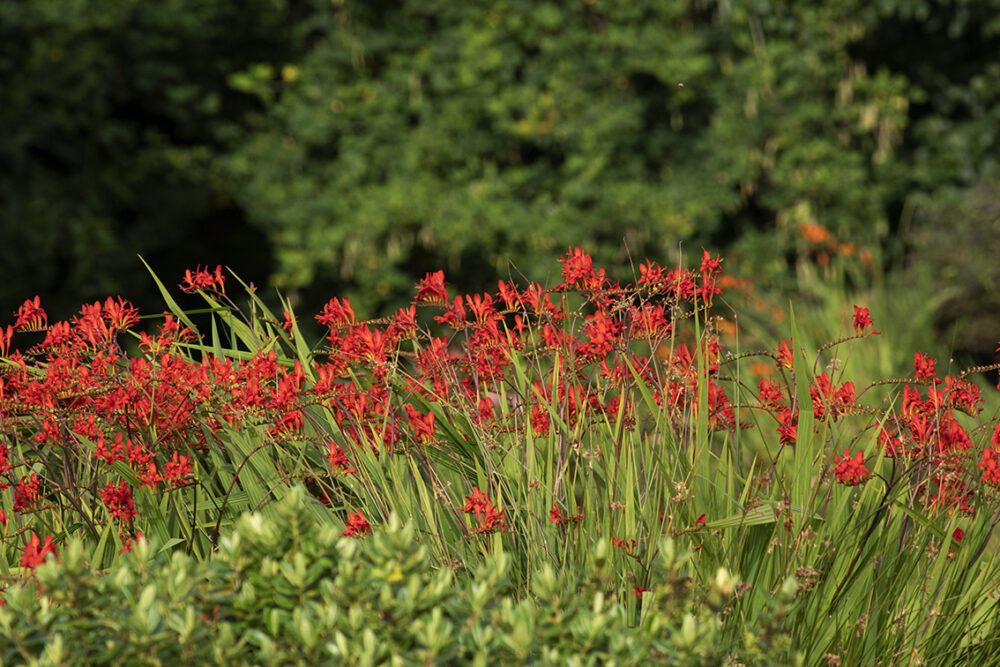 Changing Seasons on the croft and garden