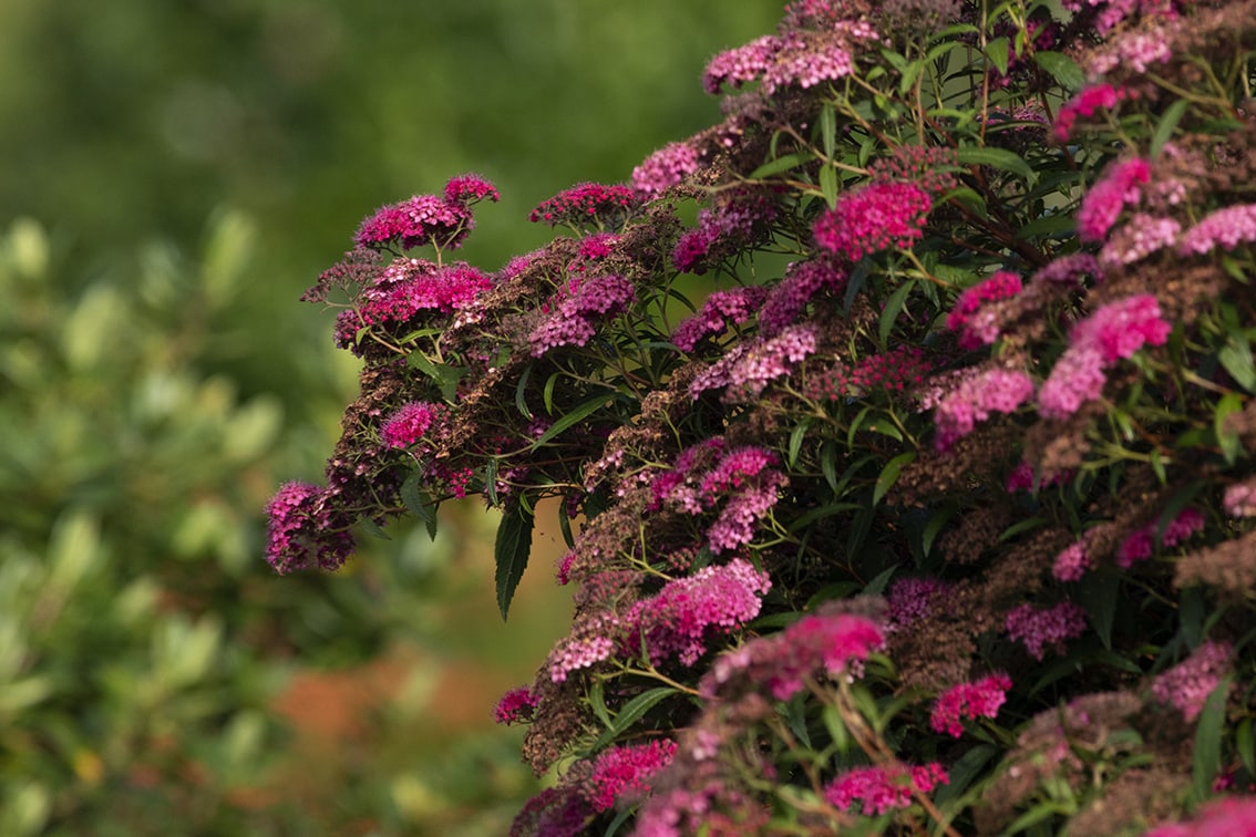 Changing Seasons on the croft and garden