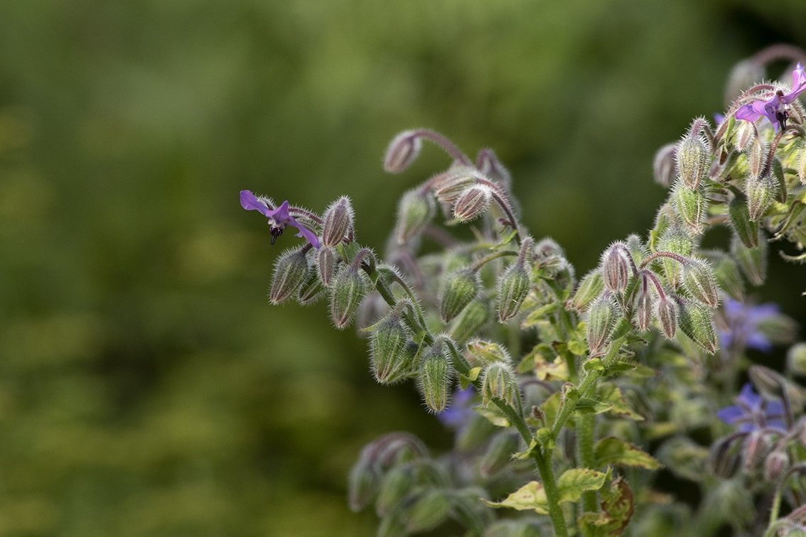 Changing Seasons on the croft and garden