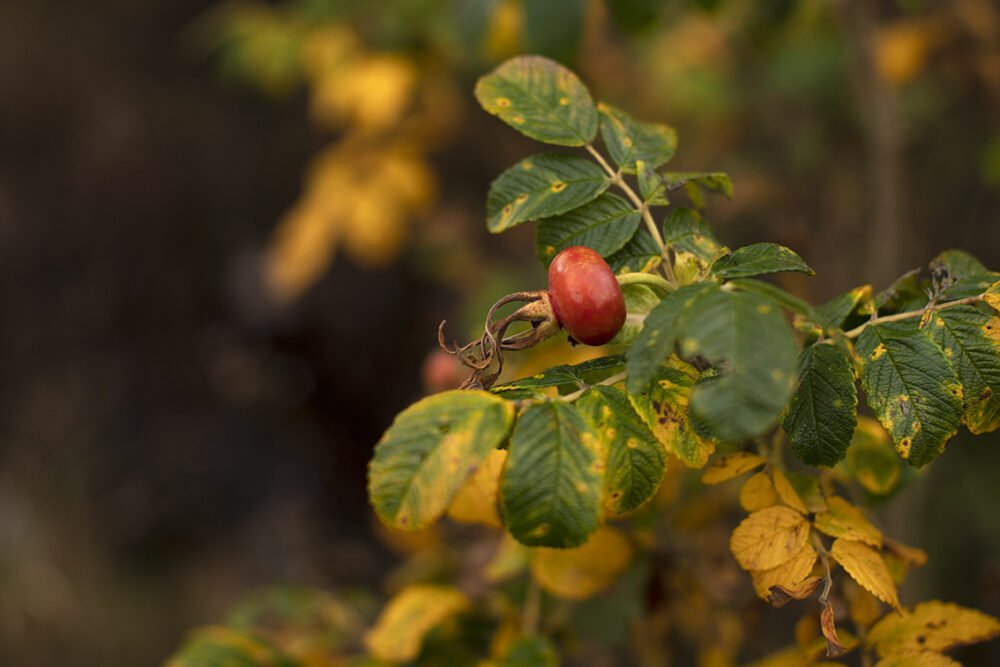 Changing Seasons on the croft and garden