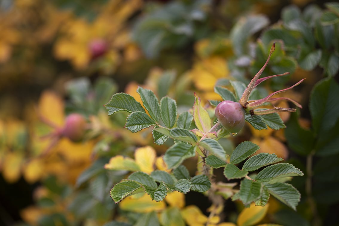 Changing Seasons on the croft and garden