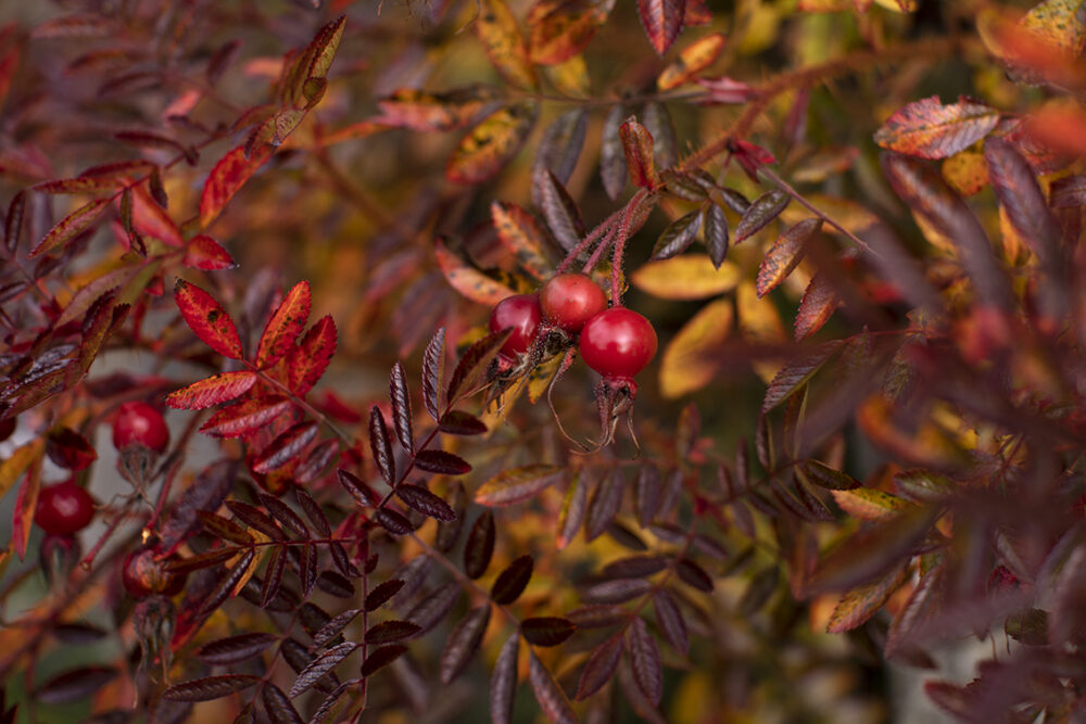 Changing Seasons on the croft and garden