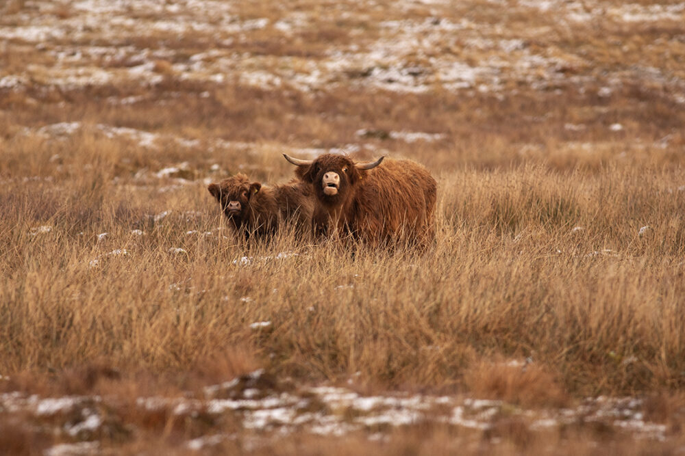 Changing Seasons on the croft and garden