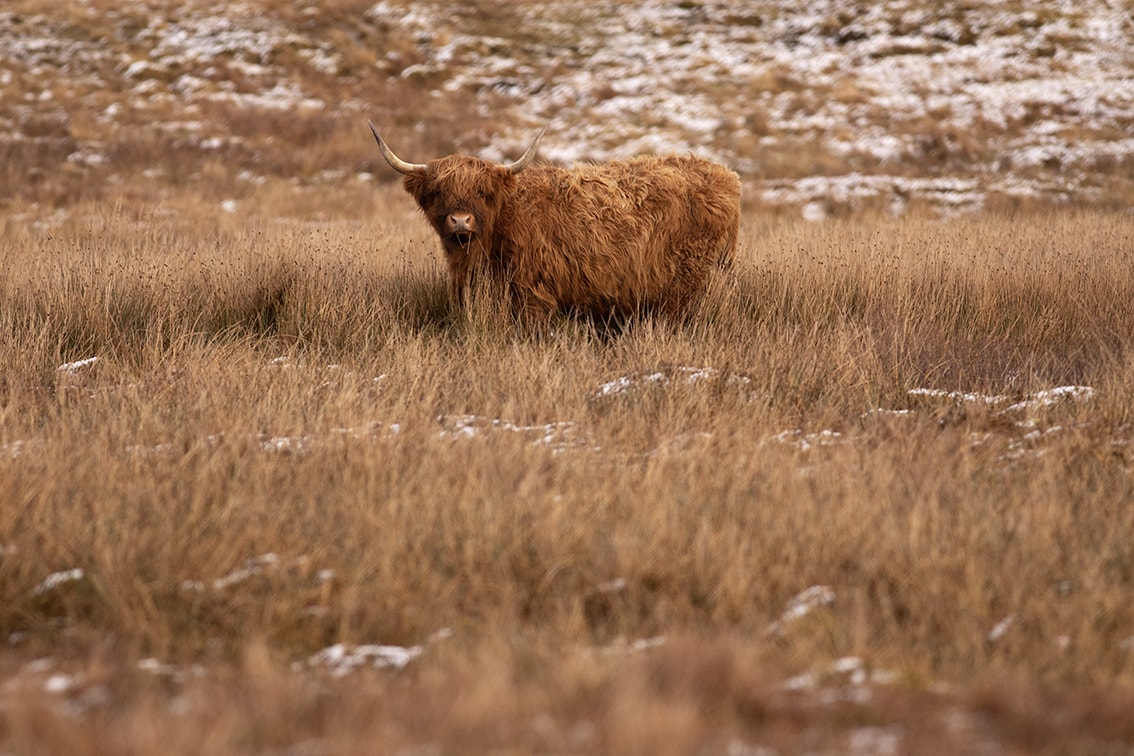 Changing Seasons on the croft and garden