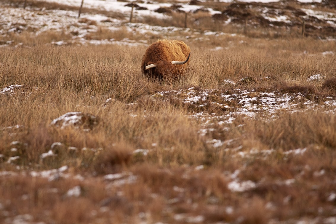 Changing Seasons on the croft and garden