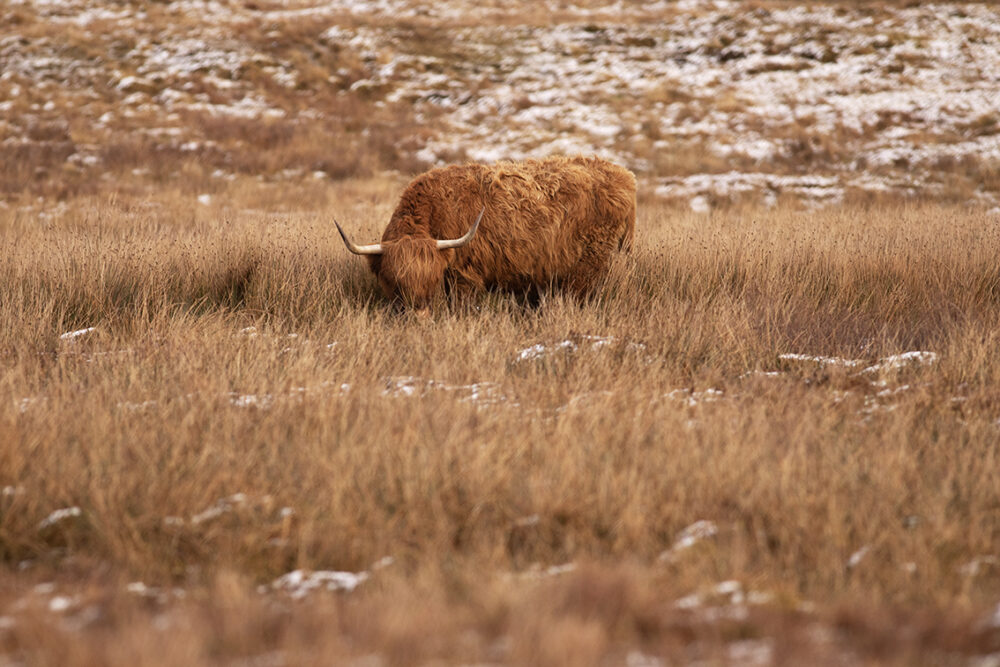 Changing Seasons on the croft and garden