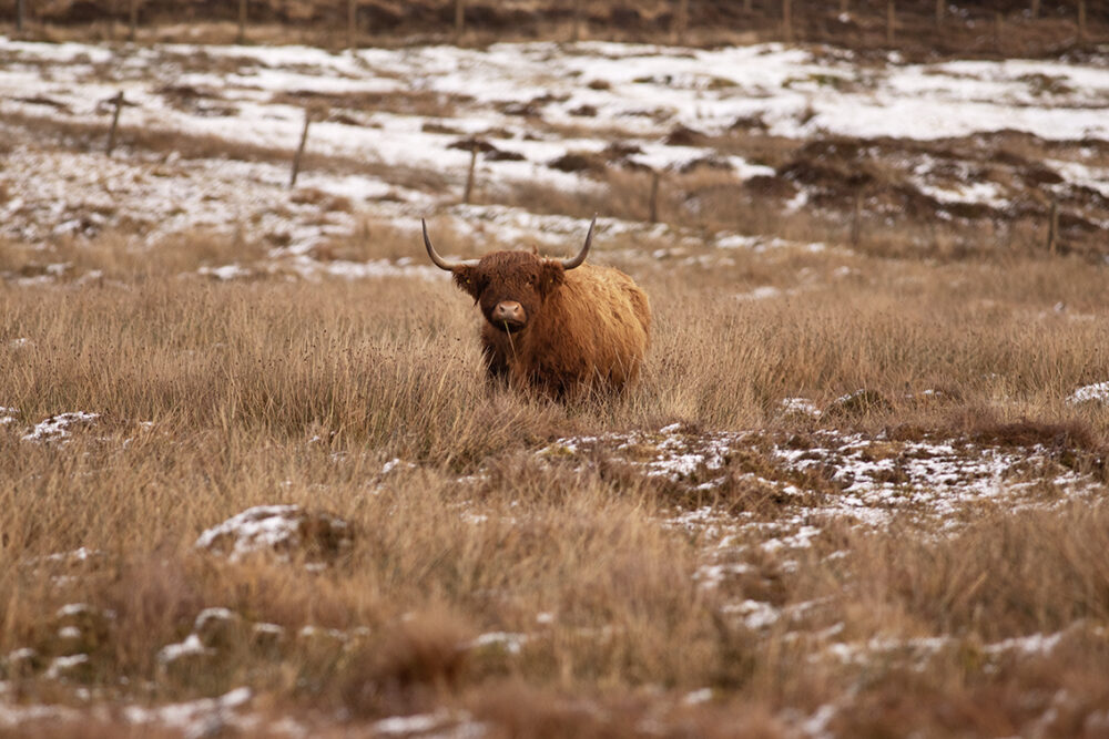 Changing Seasons on the croft and garden