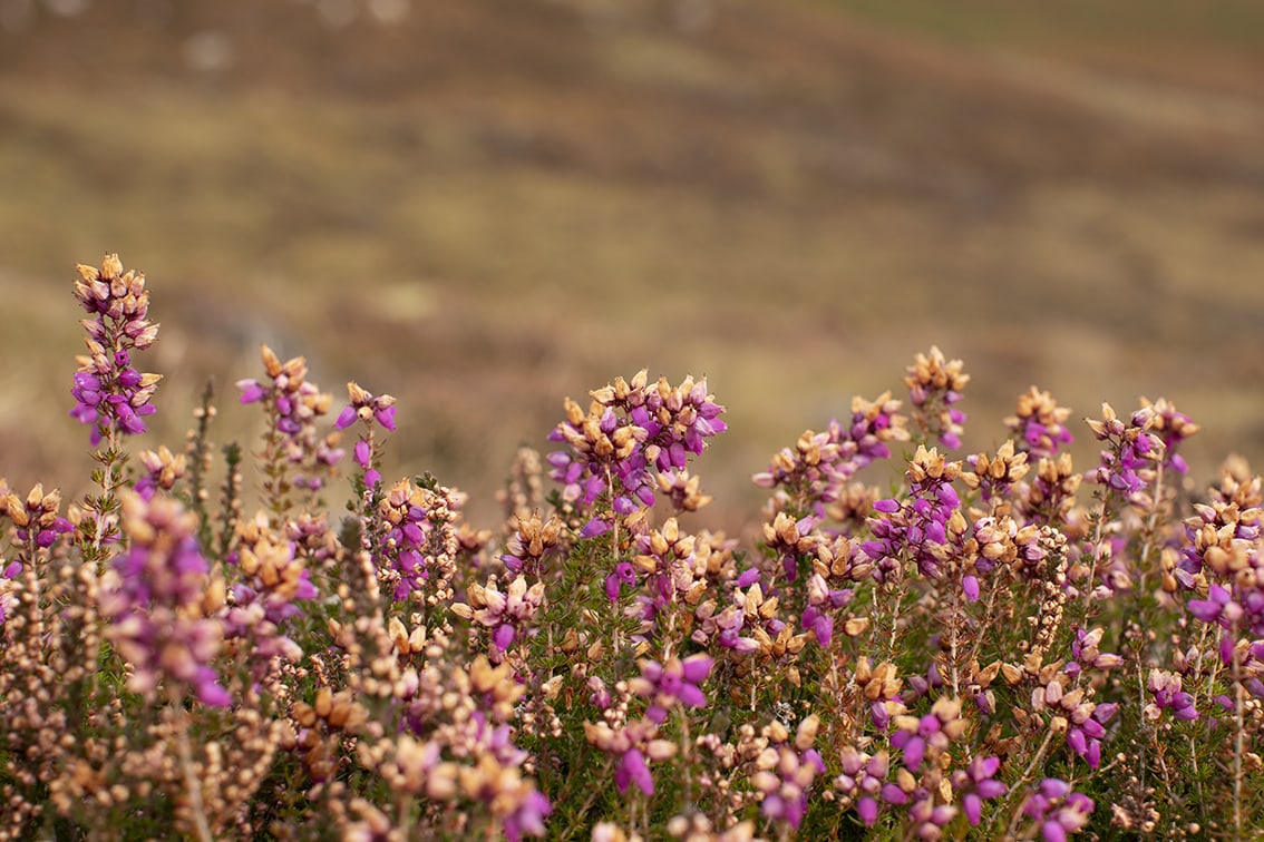 Landscape Photography by Jade Starmore