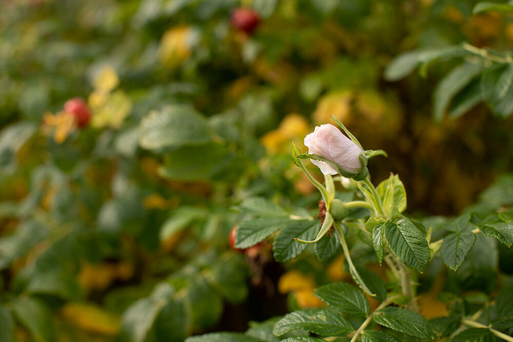 Jacobite Roses by Jade Starmore