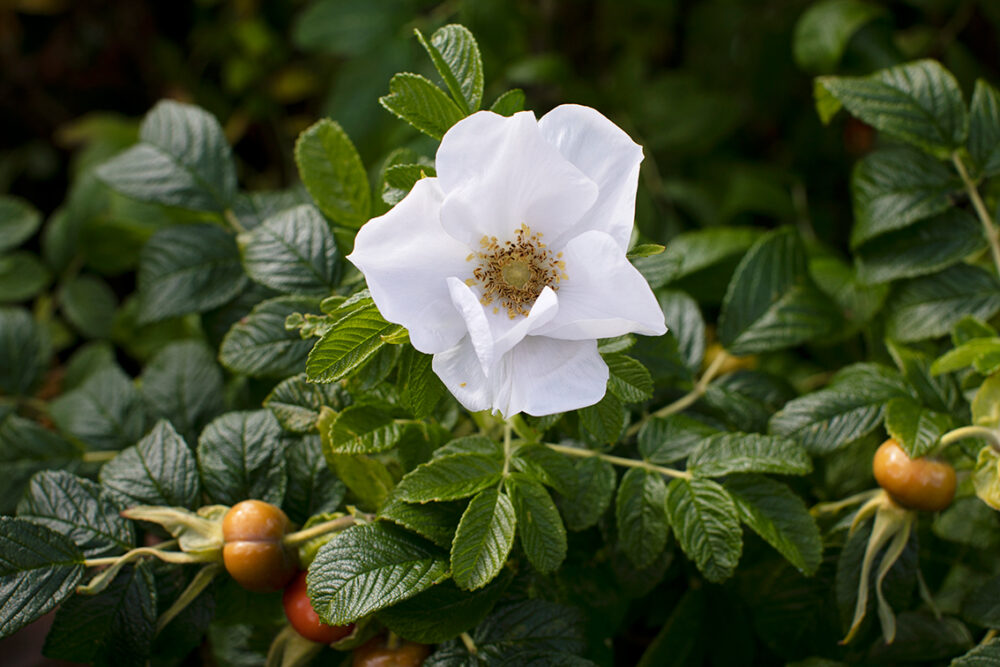 Jacobite Roses by Jade Starmore