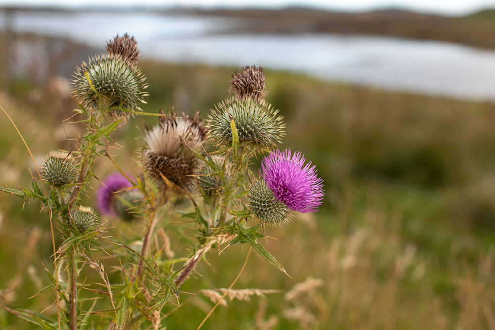 Thistles by Jade Starmore