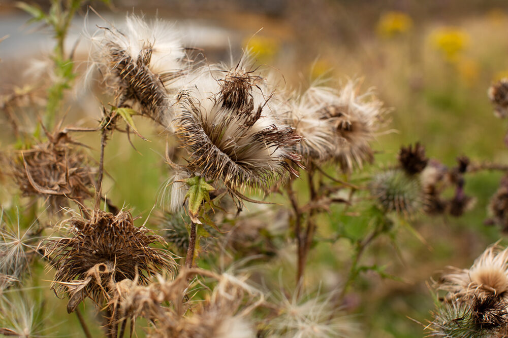 Thistles by Jade Starmore