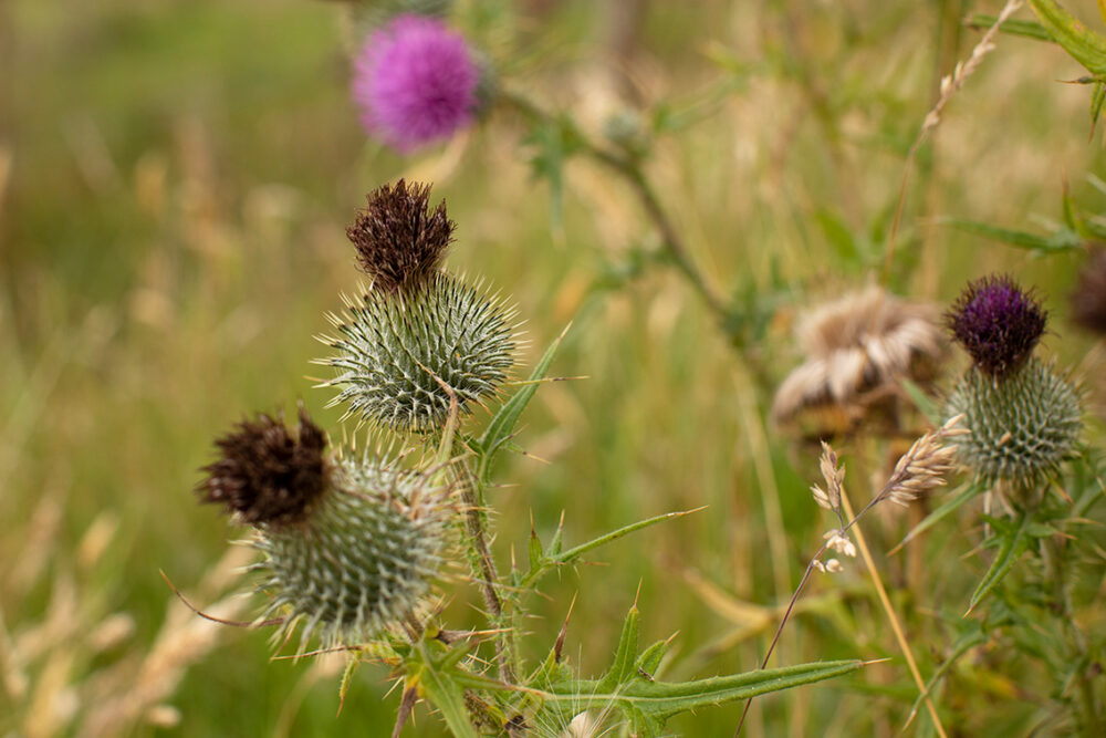 Thistles by Jade Starmore
