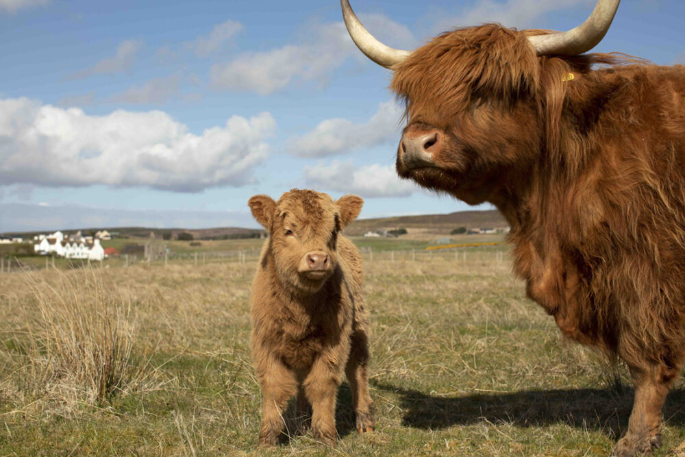 Highland cows