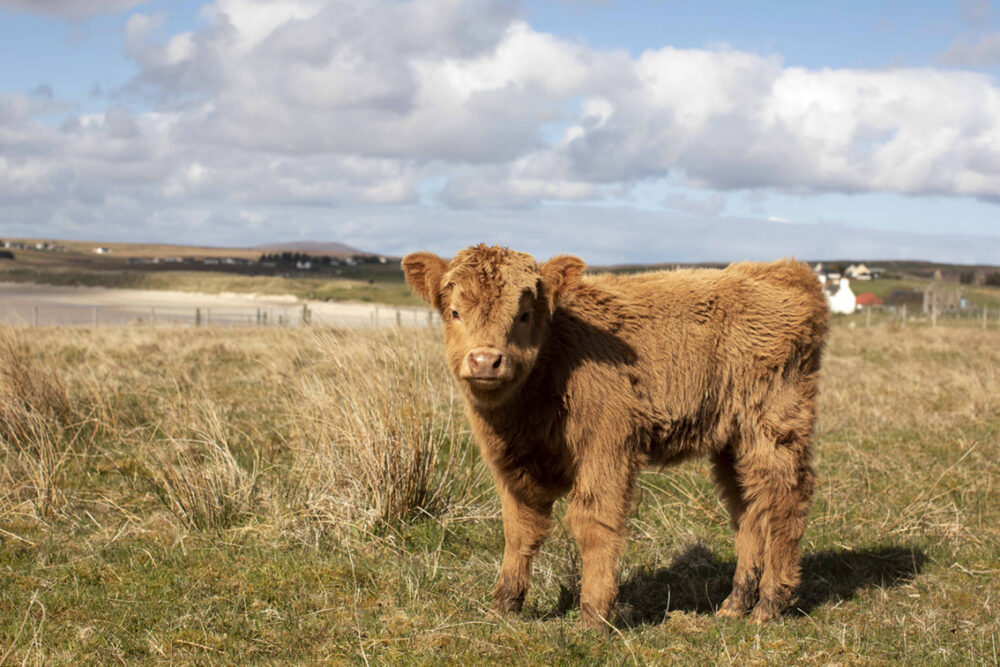 Highland cows