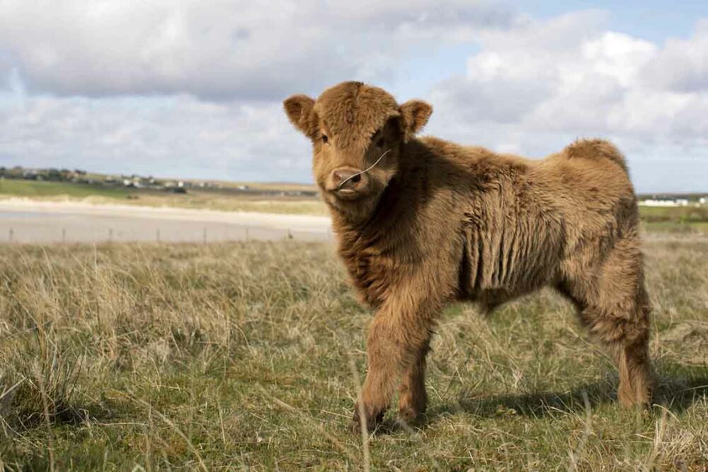 Highland cows