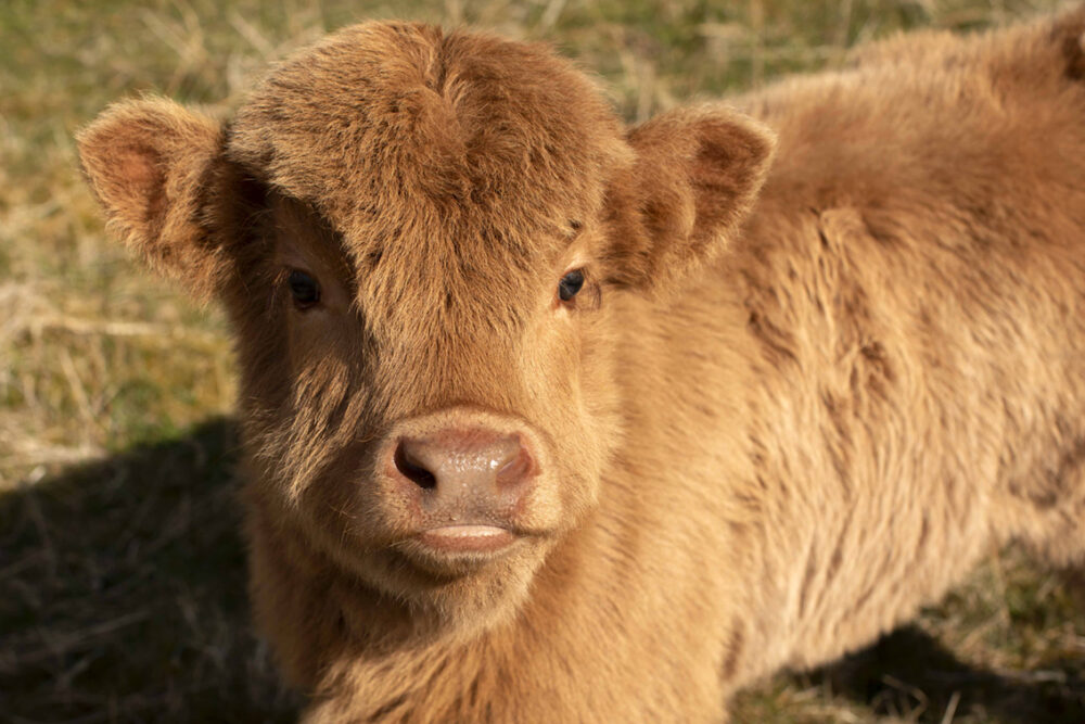 Highland cows