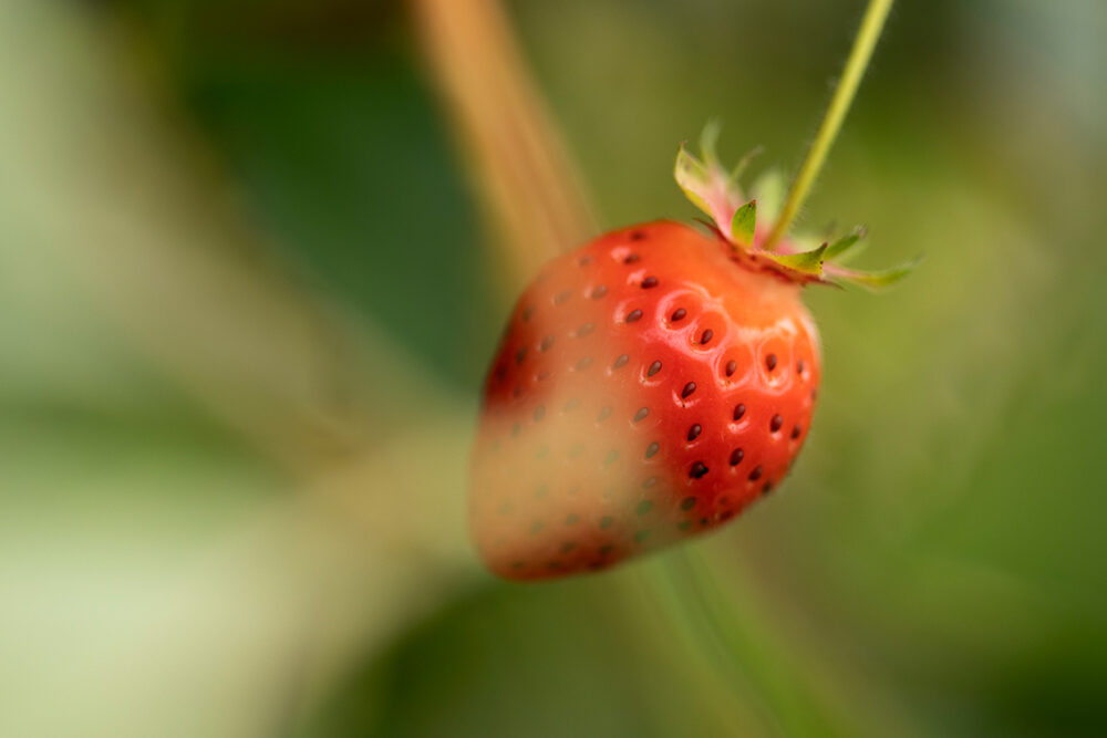 Photography by Jade Starmore