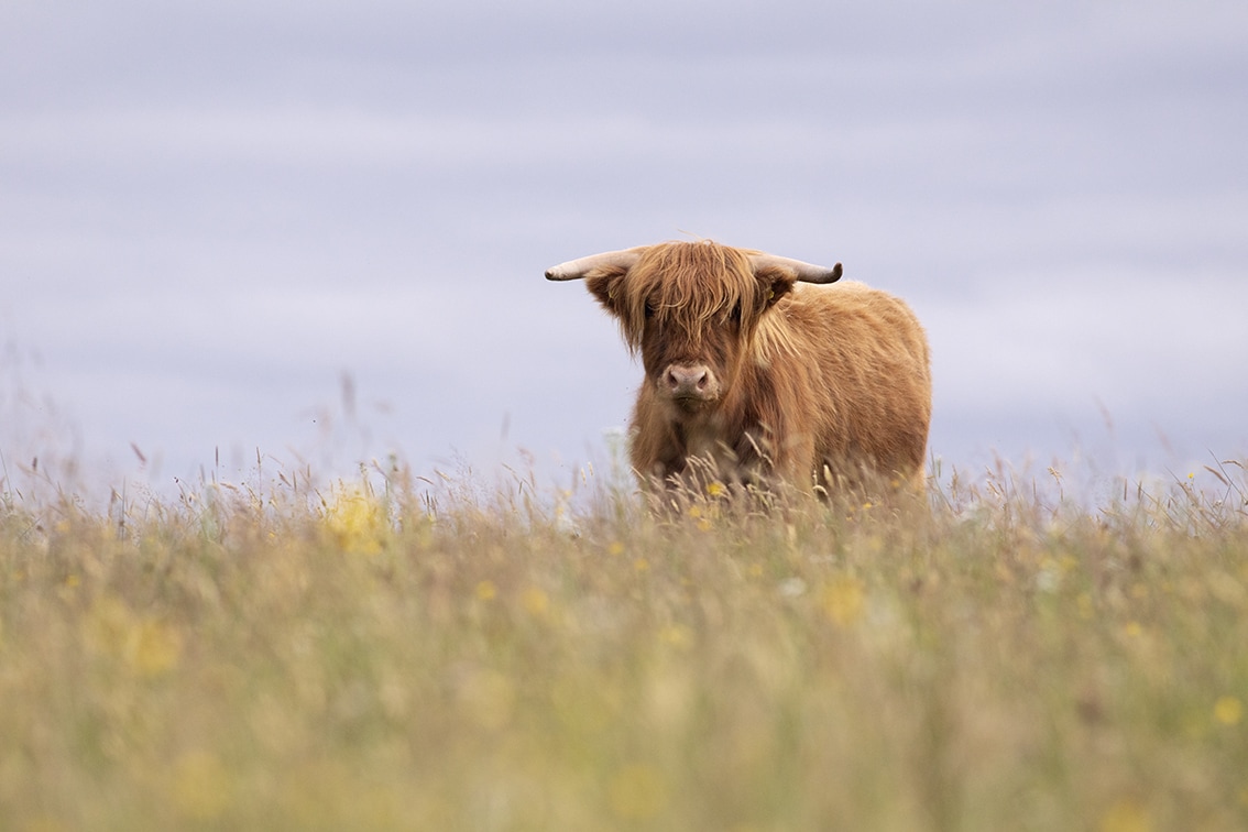 Highland Cattle – Virtual Yarns