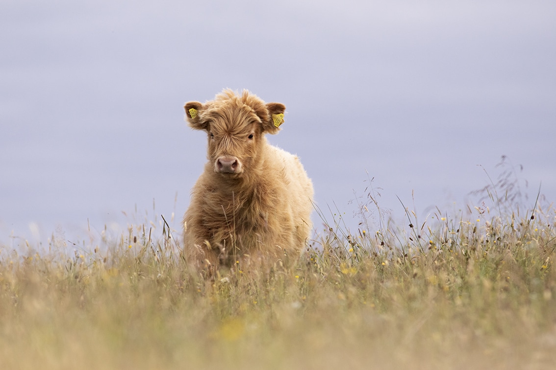 Highland Cattle – Virtual Yarns