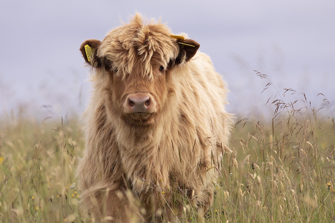 Highland Cattle – Virtual Yarns