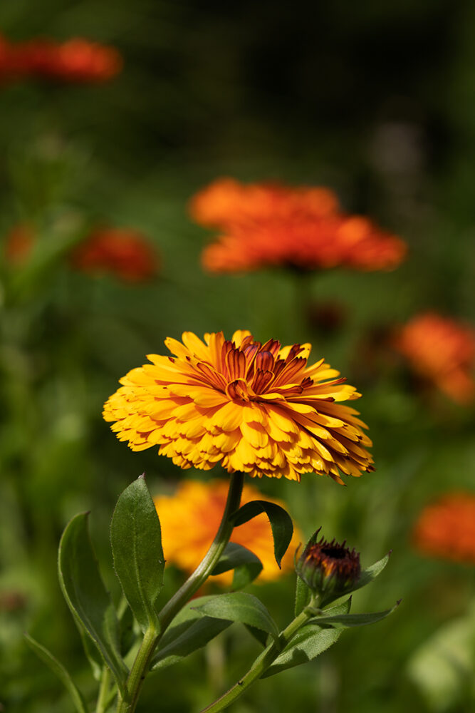 Photography by Jade Starmore