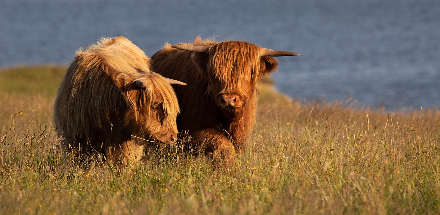 Highland Cattle – Virtual Yarns