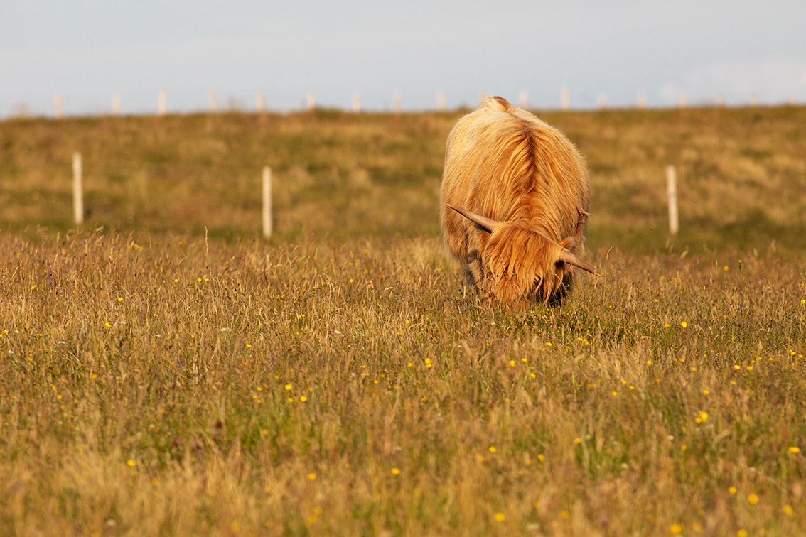 Highland Cattle – Virtual Yarns