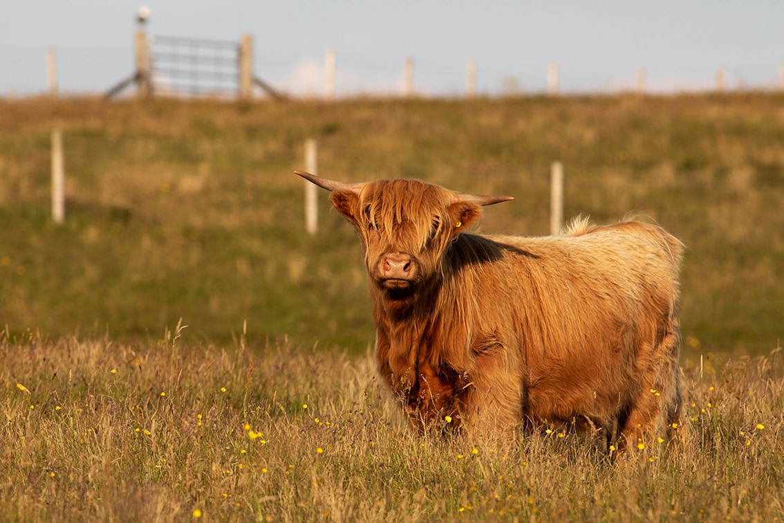 Highland Cattle – Virtual Yarns