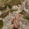 Alice Starmore 2 Ply Hebridean hand knitting yarn in Fulmar