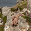 Alice Starmore 2 Ply Hebridean hand knitting yarn in Fulmar